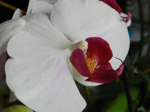Orchidée du printemps 