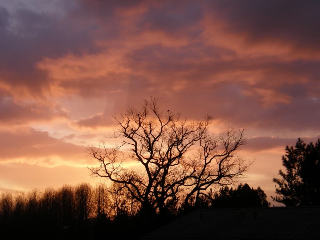 Arbres dans la soleil levant