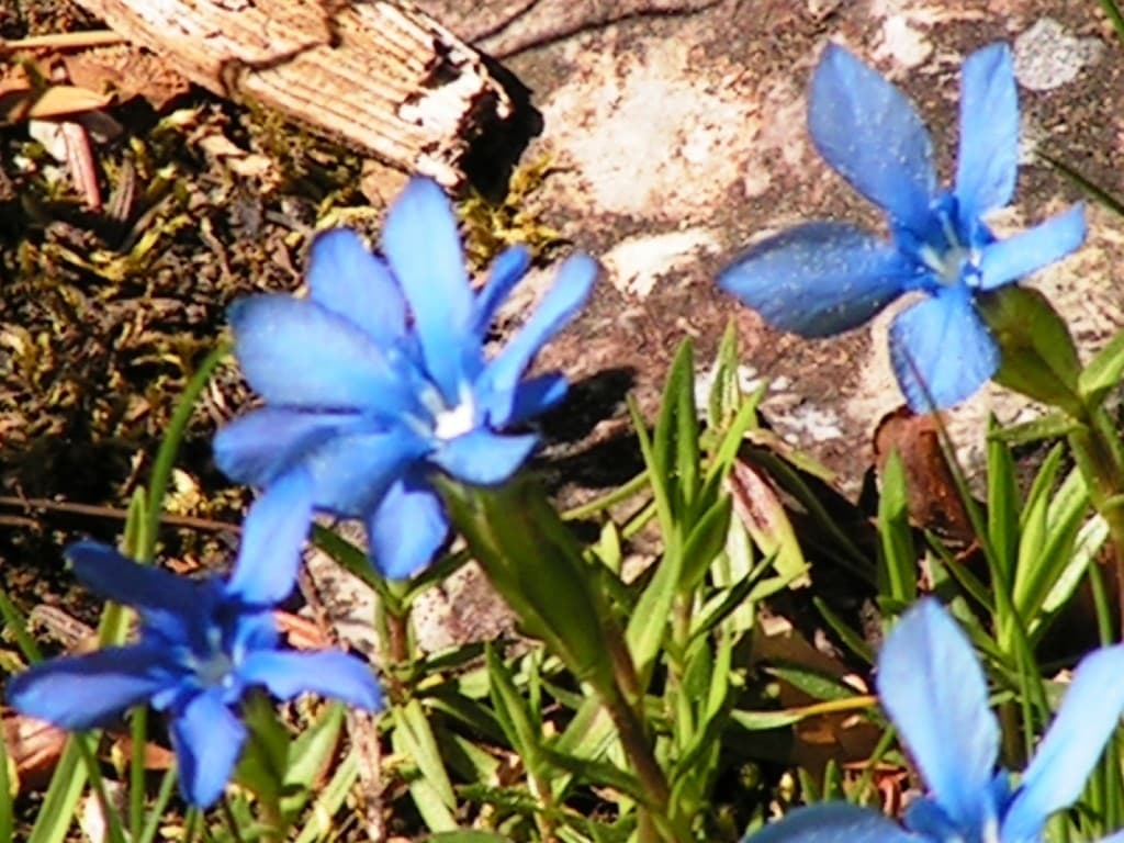 Flore de montagne