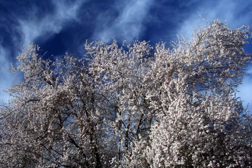 Prunus en fleurs