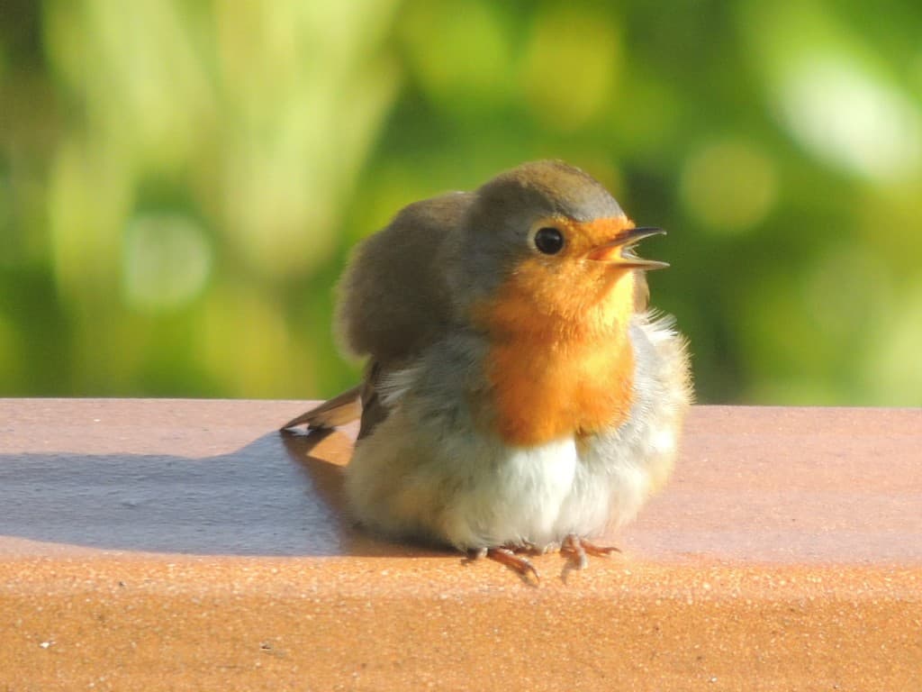 un rouge gorge 