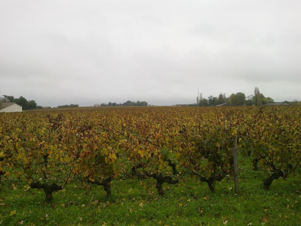vigne dans le medoc