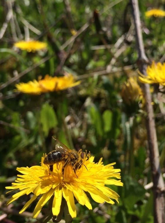Abeille sur un pissenlit 