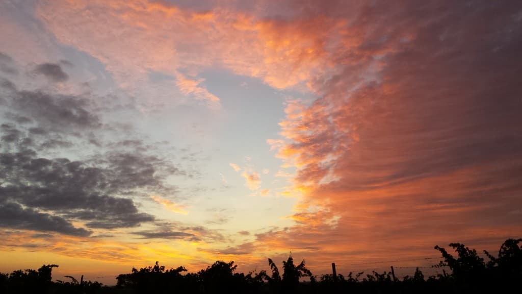 Lever de soleil vignes