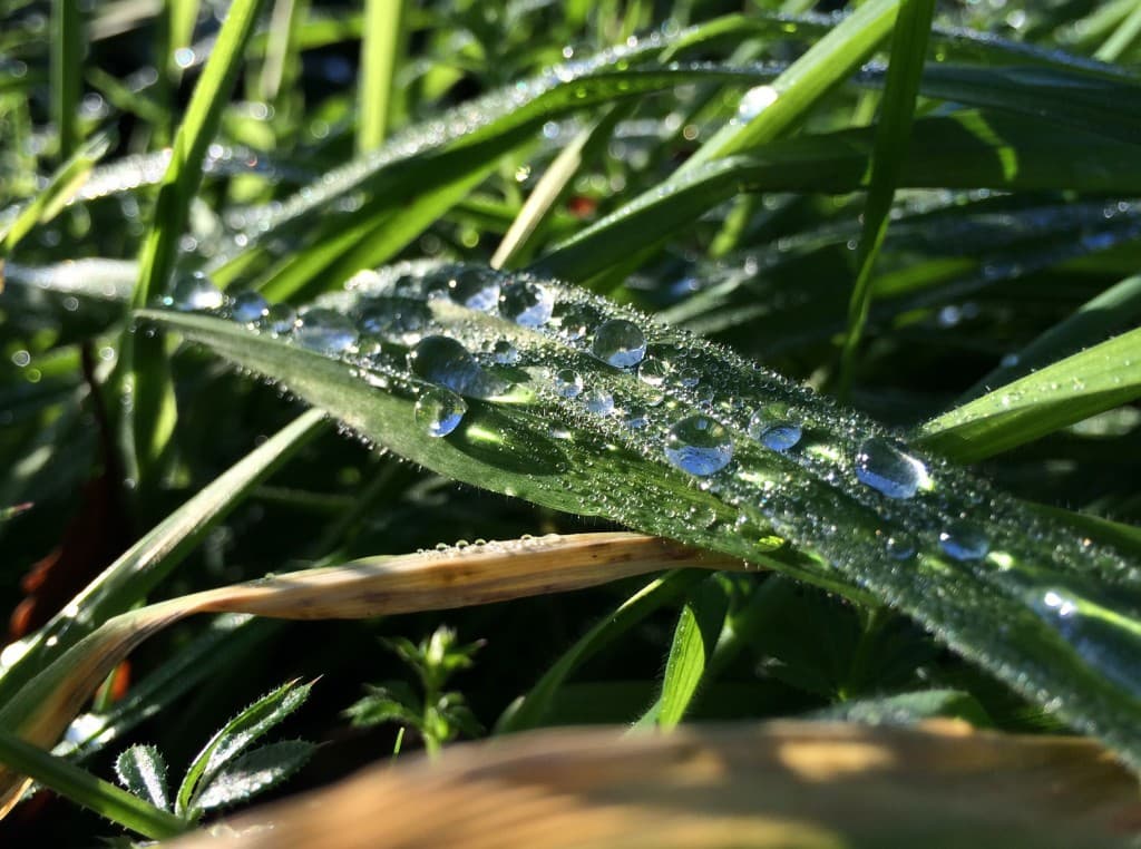 Rosée sur brin d'herbe 