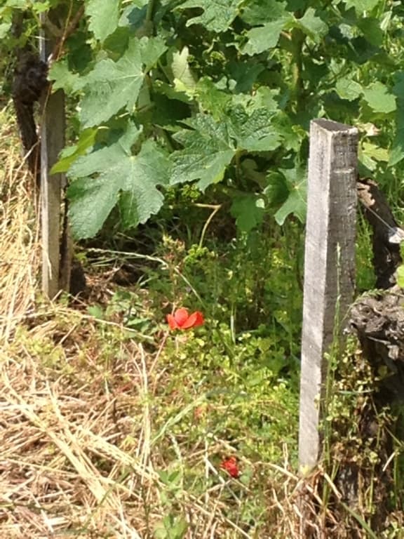 coquelicot dans les vignes