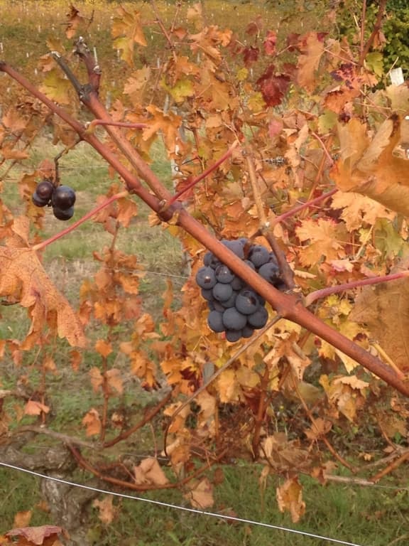 dernier raisin d'automne dans le bourgeais 