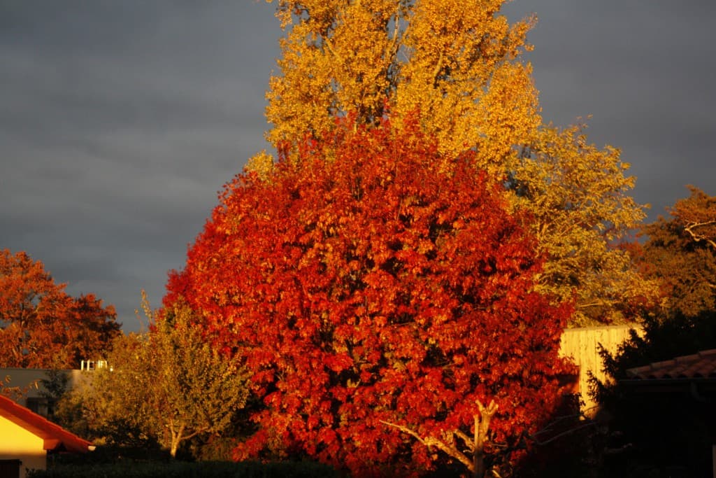 L'automne à Mérignac