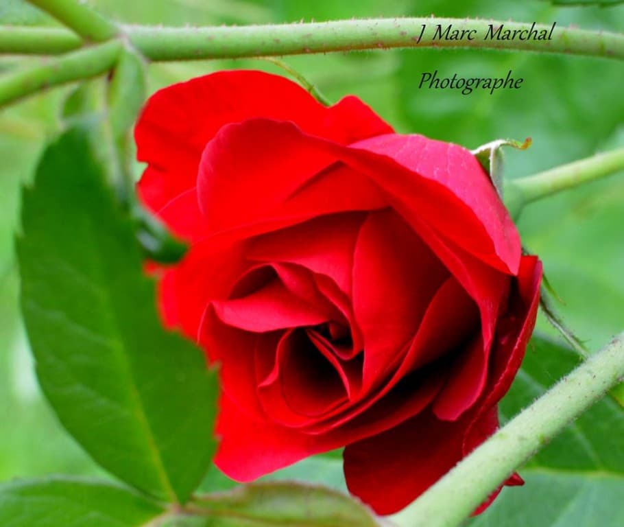 la rose 