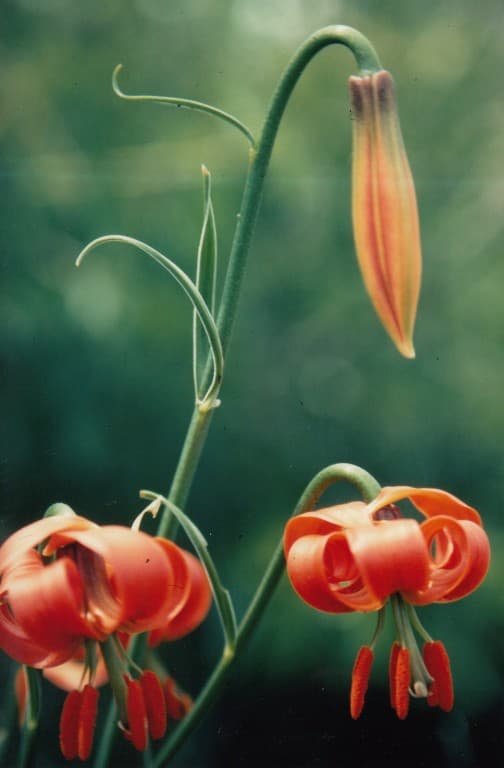 lys pomponium