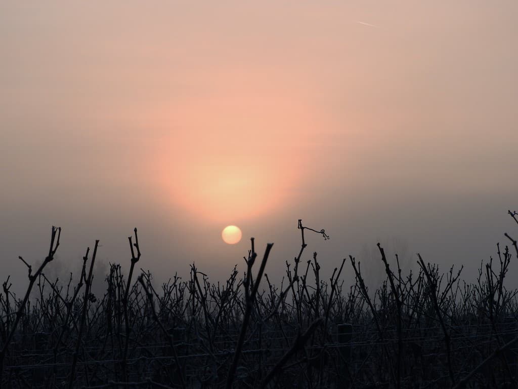 Soleil matinal perçant le brouillard 
