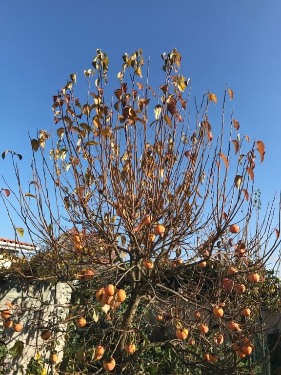 un kaki sous  un beau soleil d'automne 