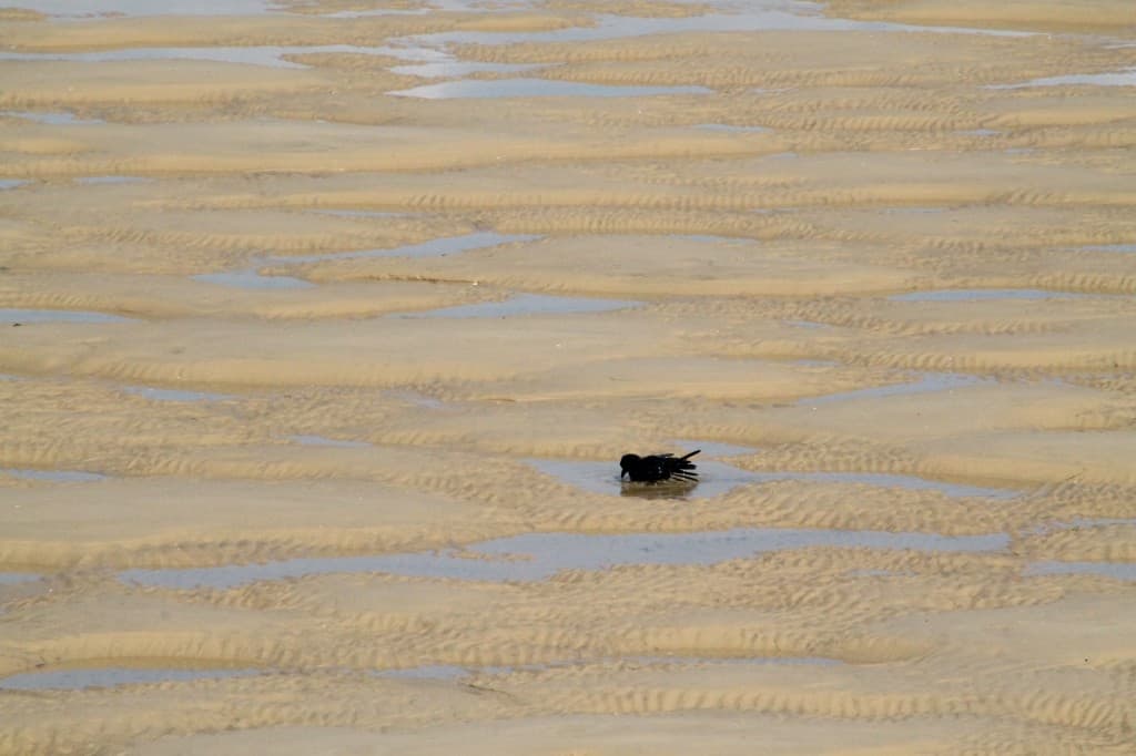 bain de mer au Mouleau