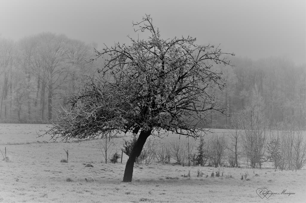 Brouillard givrant!
