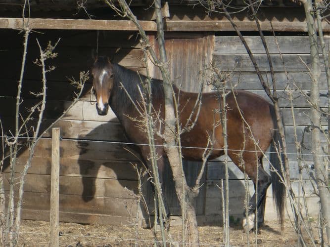cheval et son ombre