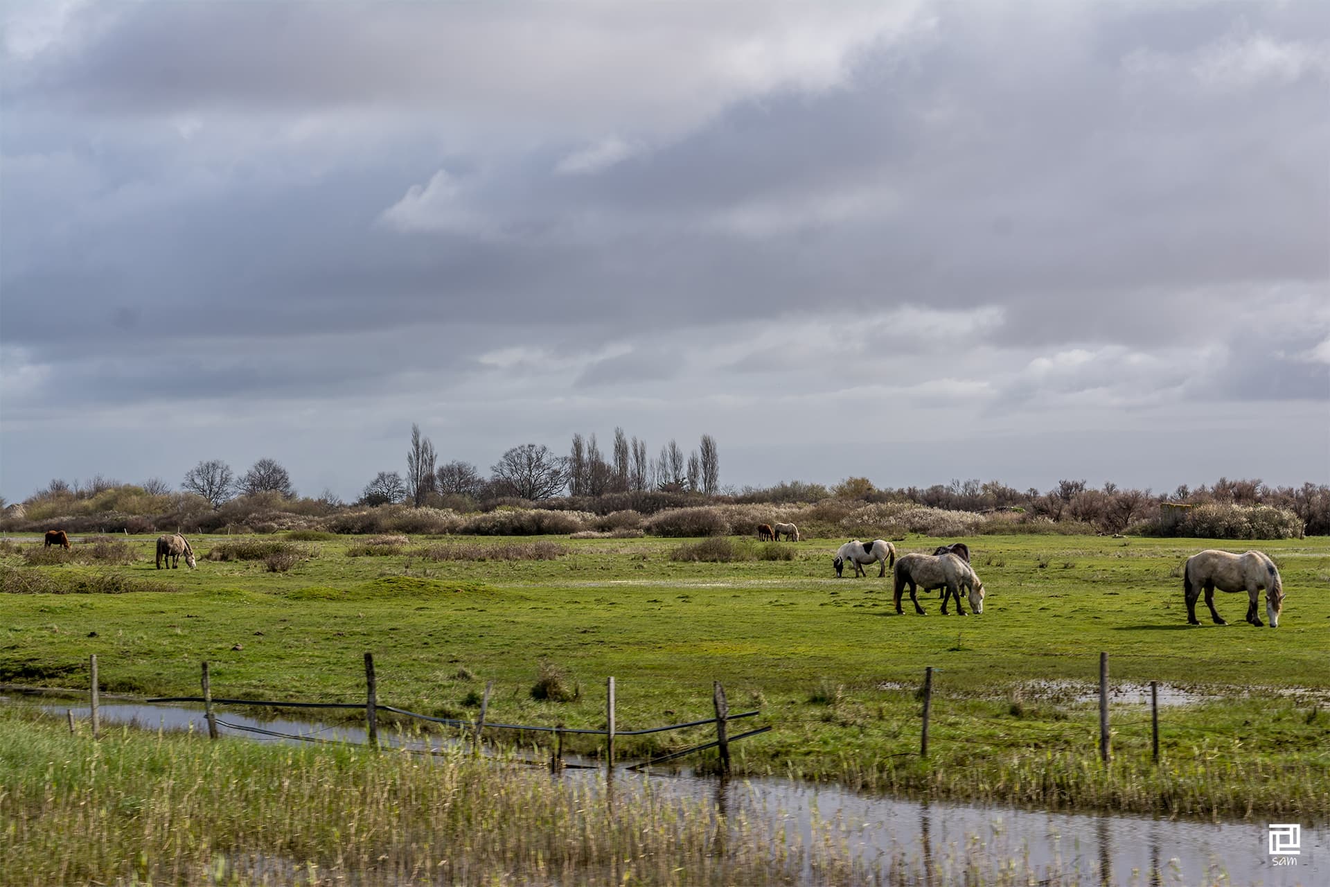 les chevaux broutent l'herbe