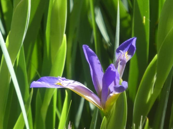 iris