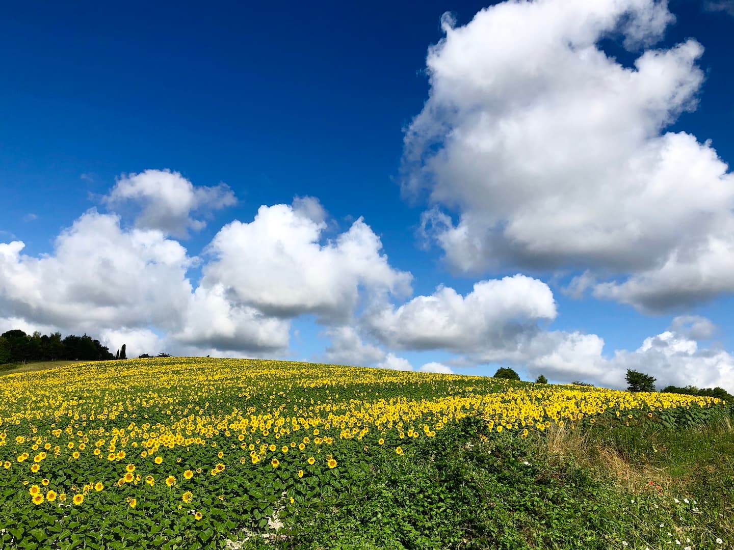 Beau ciel au-desssus des tournesols