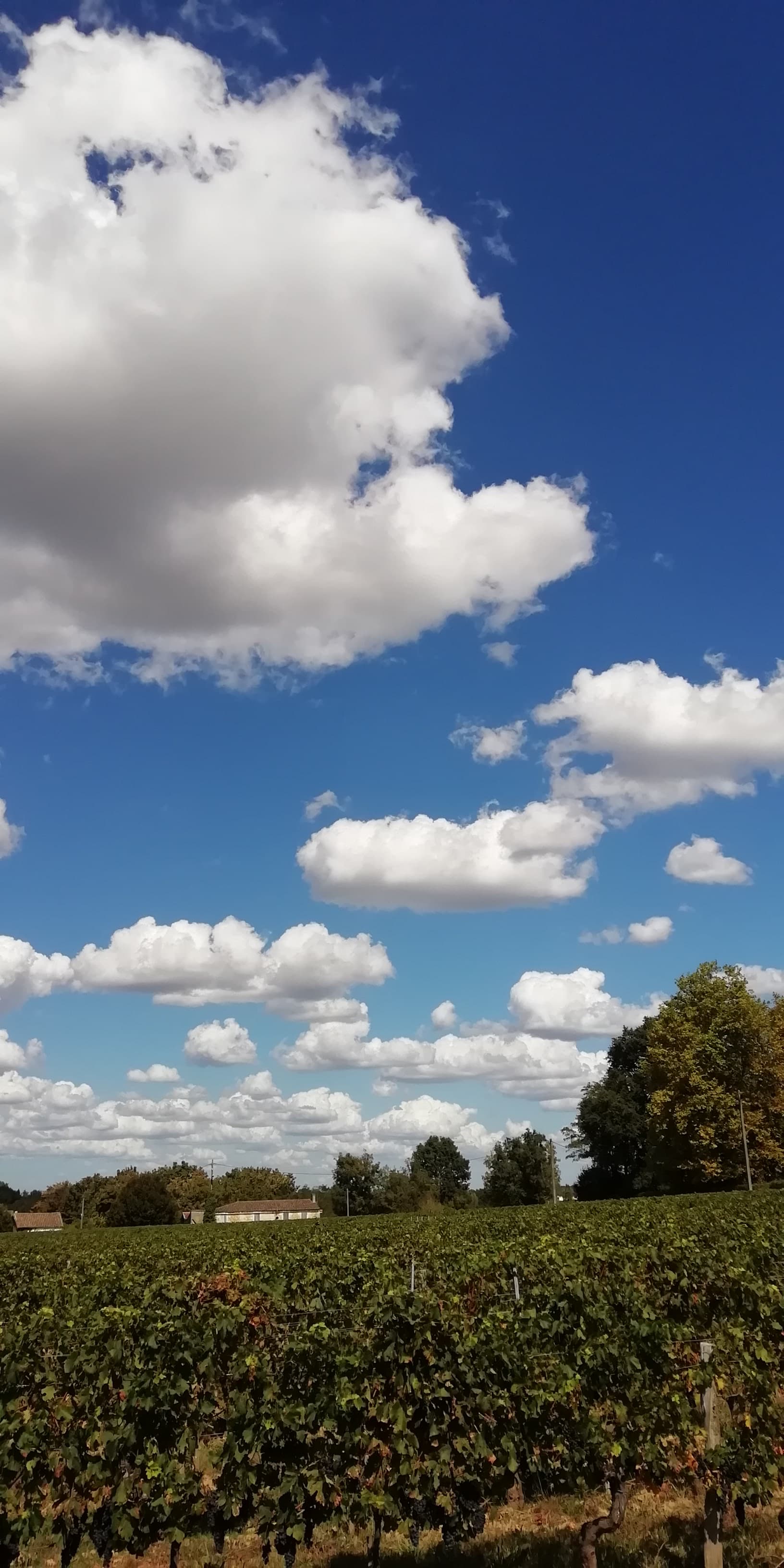 Cumulus, ciel bleu et chaleur