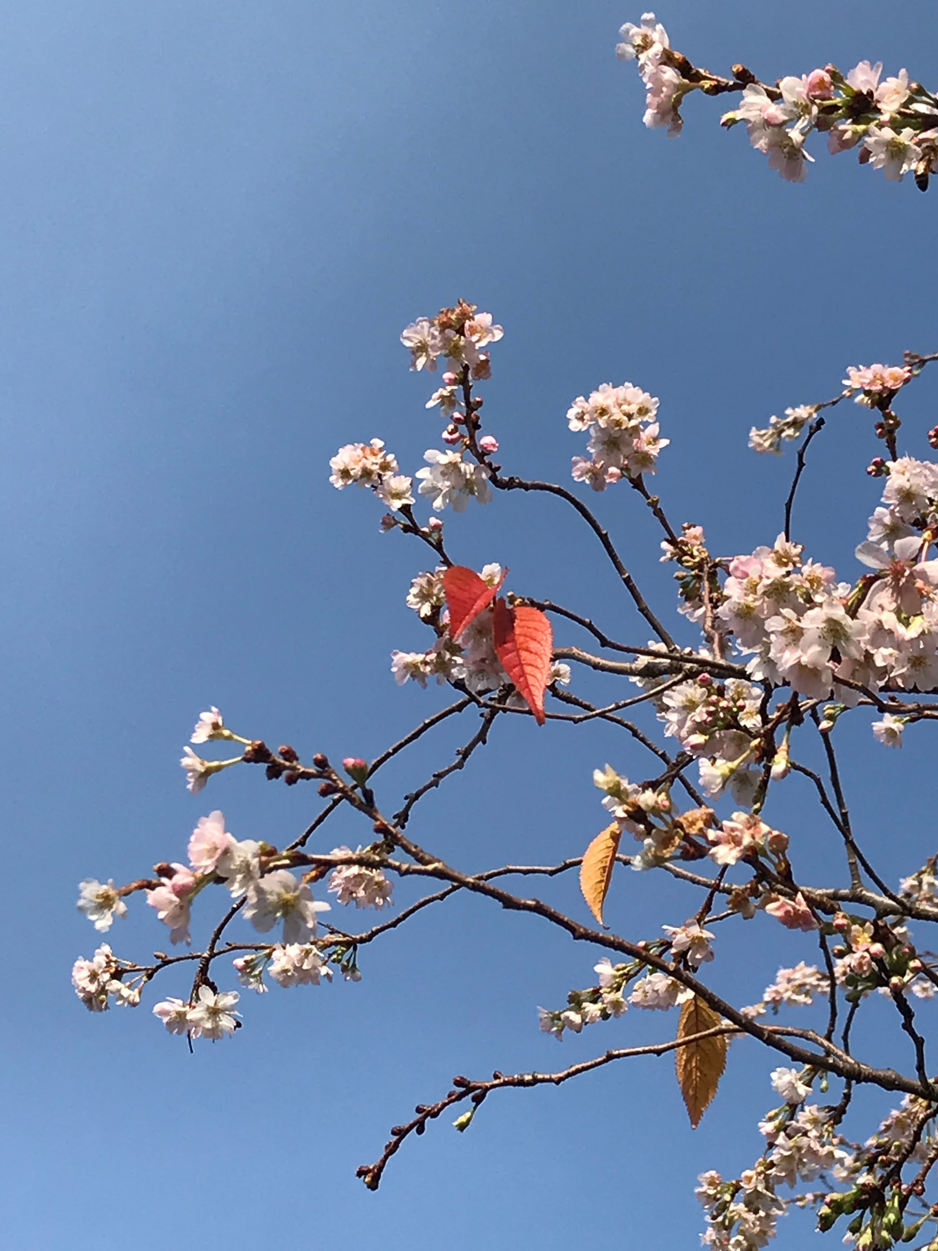 Cerisiers en fleur