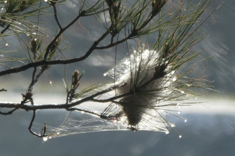 cocon de chenilles processionnaires sous la neige