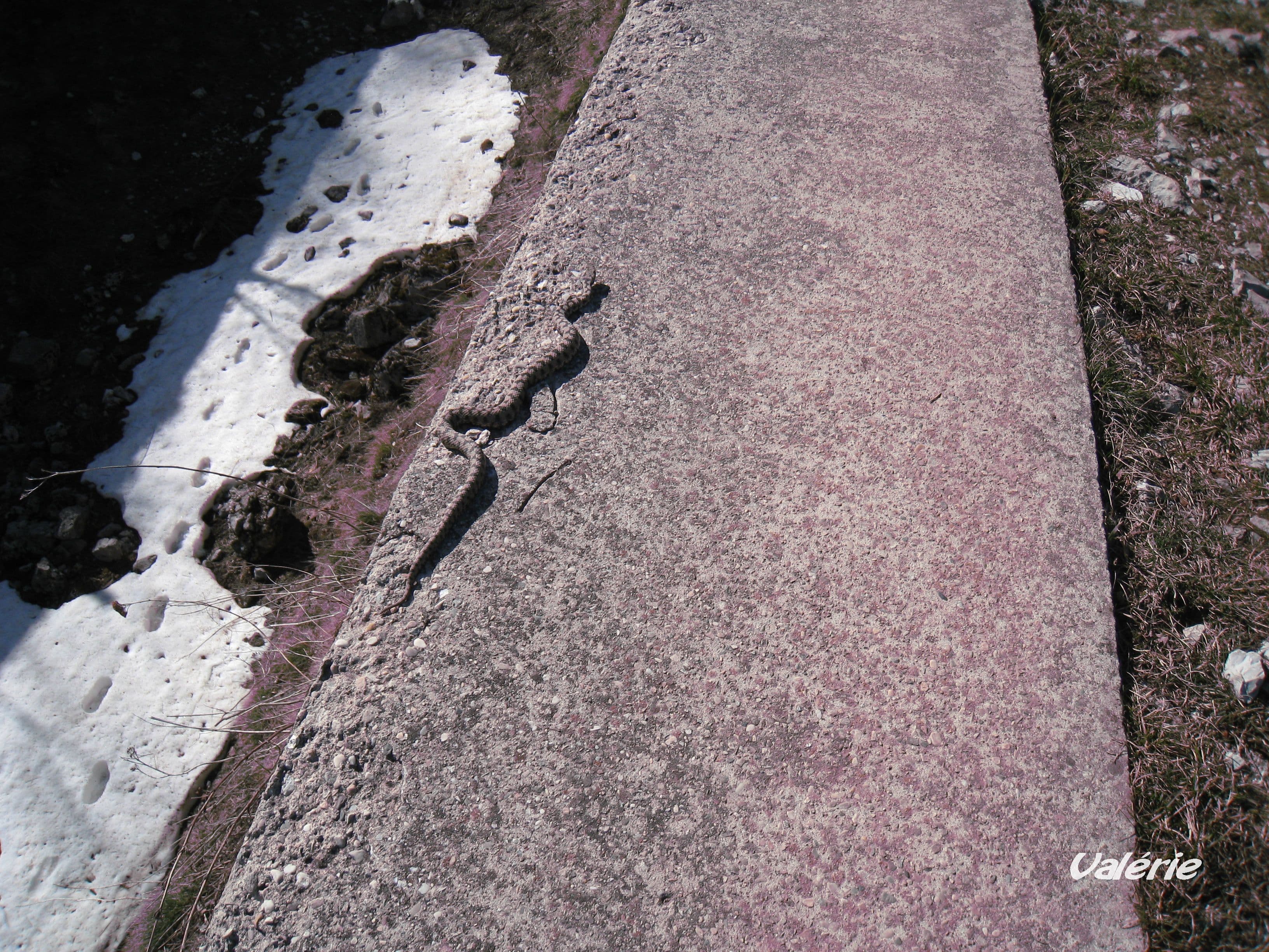Serpent se chauffant au soleil