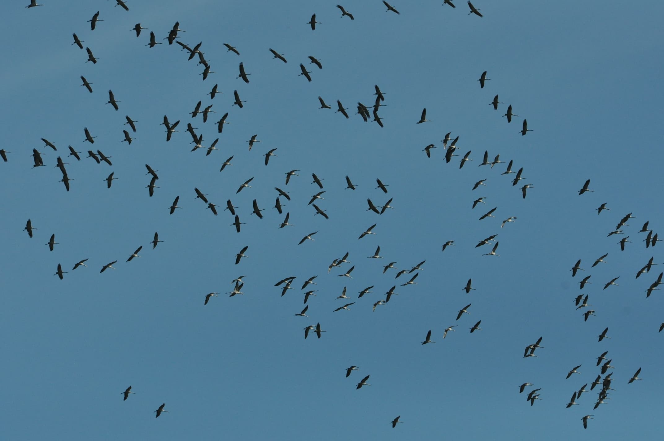 Vol impressionnant de grues cendrées  !!!
