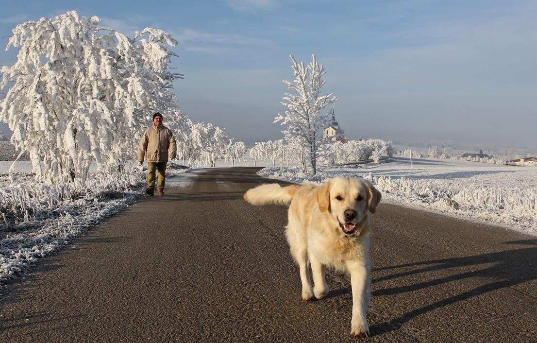 Image d'illustration pour Du givre pour un Noël Blanc