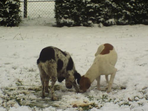 Les chiens aussi aime la neige