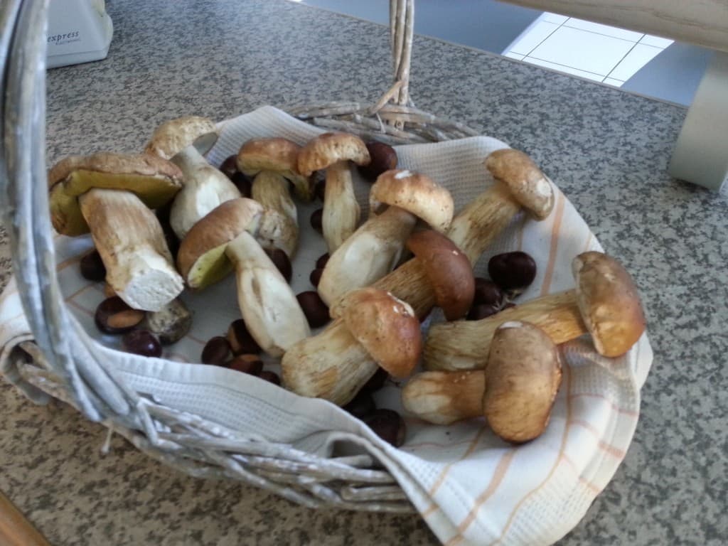 des jolis cèpes !!