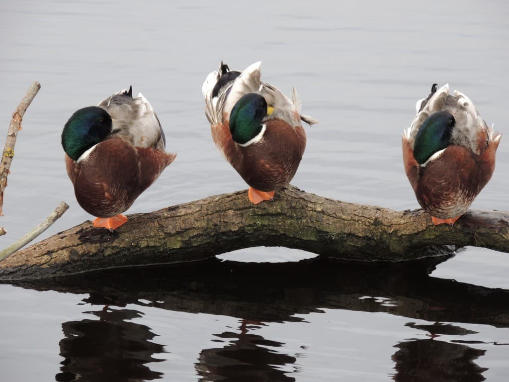les canards bronzent au soleil