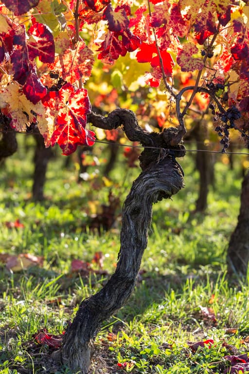 Le sang de la vigne