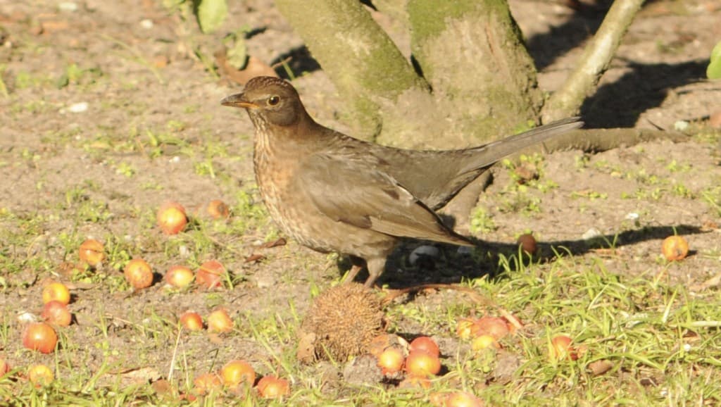Pomme gelée, dessert assurée